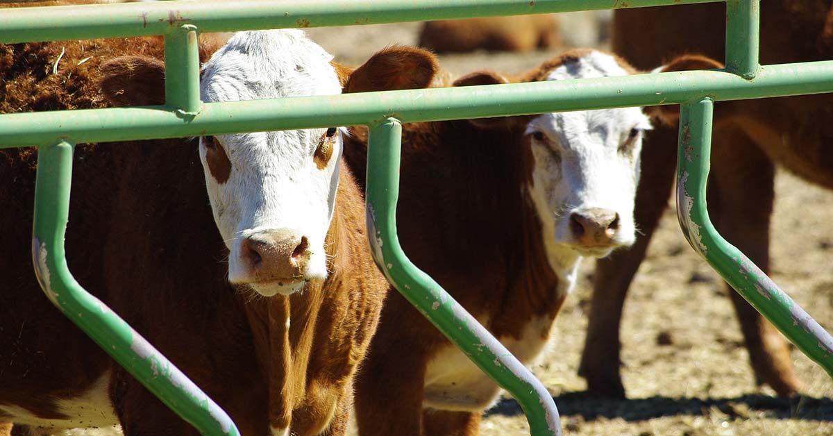 Cattle Handling Almost Everything You Need to Know